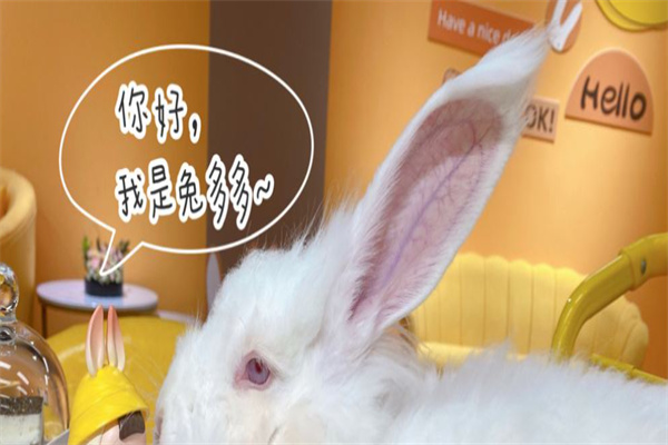 爱玩萌兔产品 门店图片