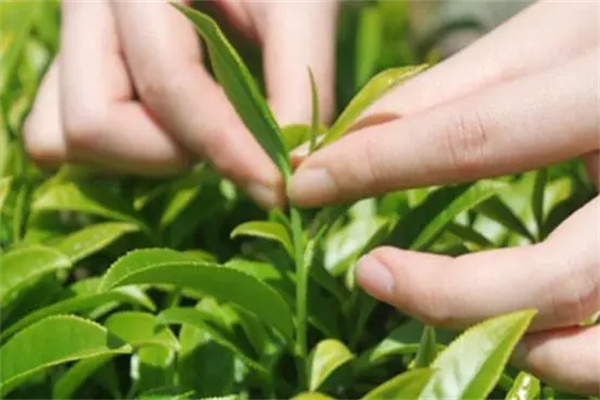 陈升号茶叶产品 门店图片