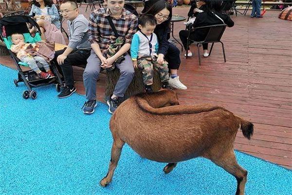 贝塔萌宠乐园产品 门店图片