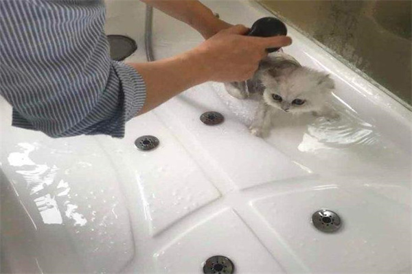 梵猫spa