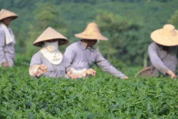 光兴