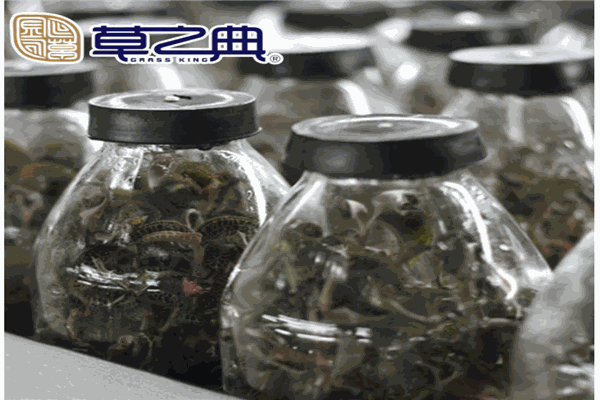 草之典金线莲