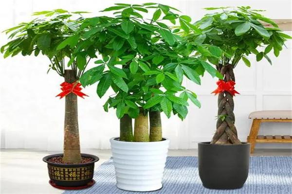 吉利树产品 门店图片