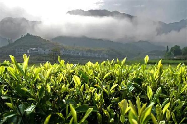九牧茶叶产品 门店图片