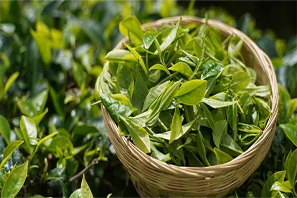 普洱茶产品 门店图片