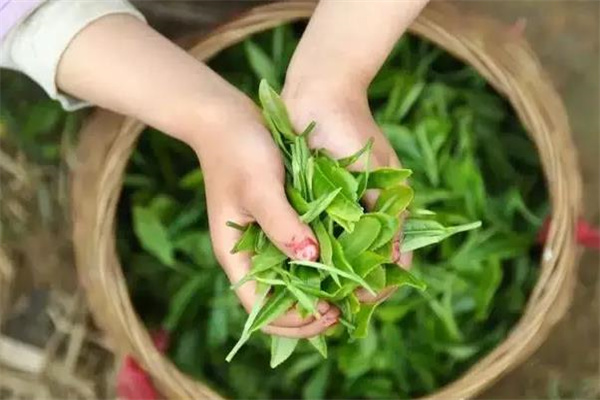 尚道茶叶产品 门店图片