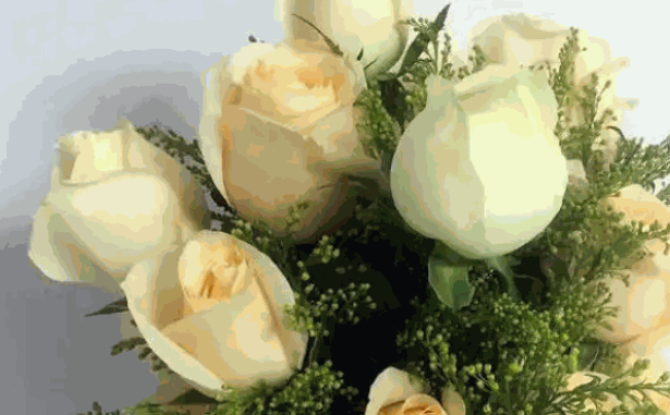 维纳斯鲜花礼品