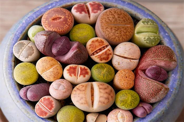 生石花多肉产品 门店图片
