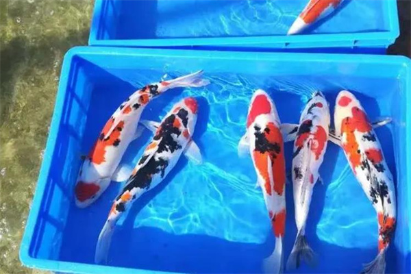 淄博周村锦鲤养殖场产品 门店图片
