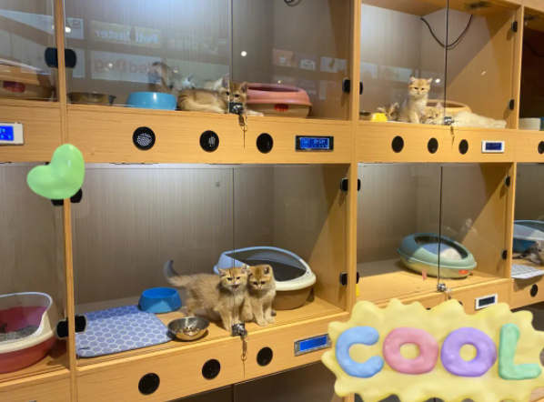宠物店招商排行？派德宠物打造一体化宠物生态圈