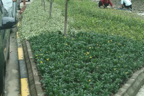正翔绿化