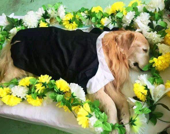 思慕宠物殡葬
