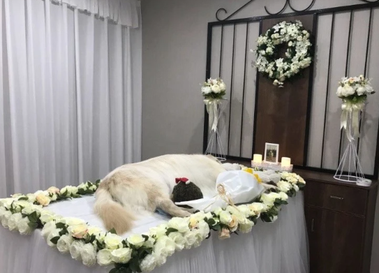 思慕宠物殡葬