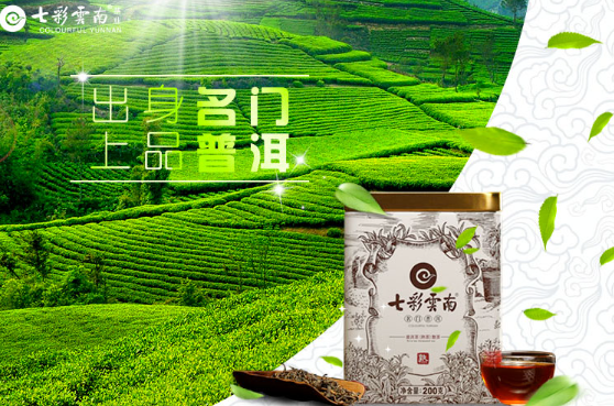 七彩云南茶叶