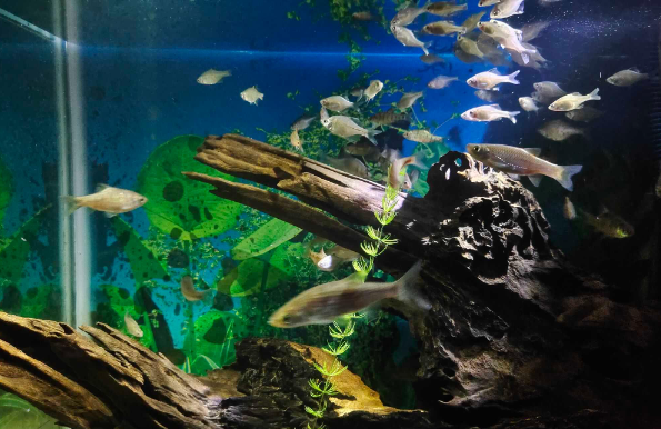 森森水族馆