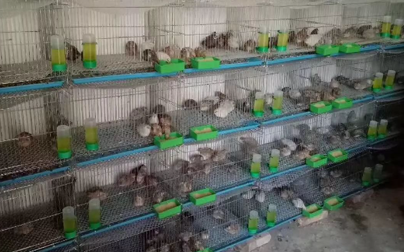 芦丁鸡养殖