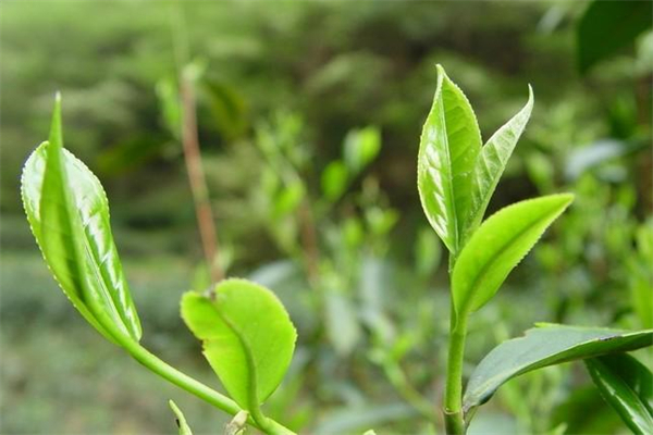 龙扬茶业产品 门店图片