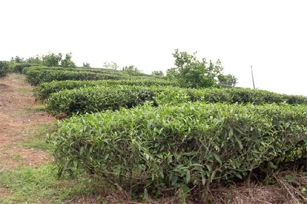 鼎峰茶业产品 门店图片