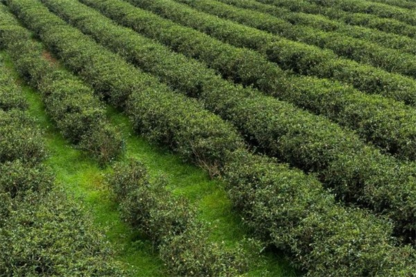 鹿野田茶产品 门店图片