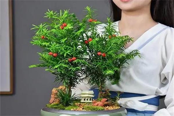 红豆杉盆景产品 门店图片