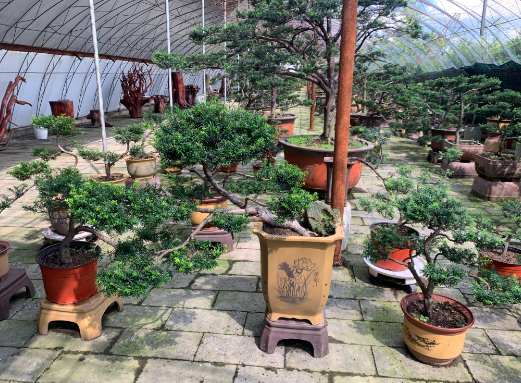 红豆杉盆景