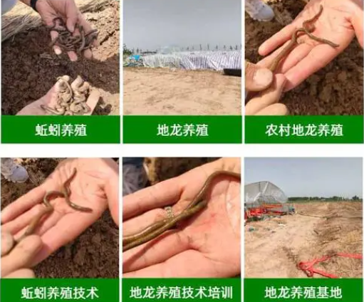 虞城县地龙养殖合作社
