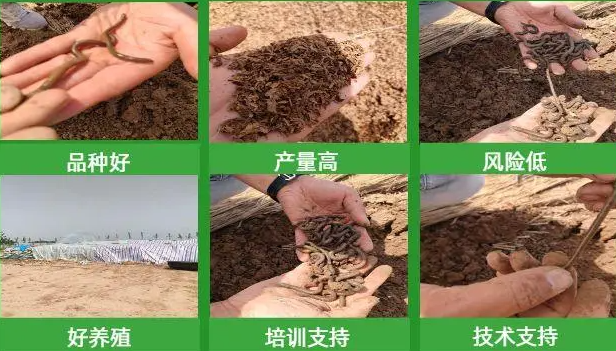 虞城县地龙养殖合作社