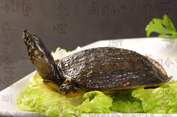 卤司令小甲鱼费多少？