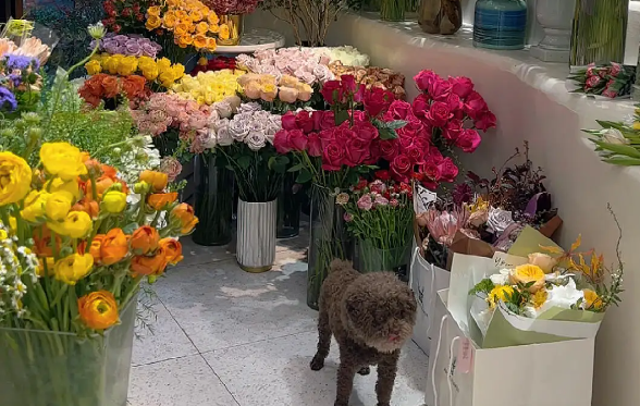天天鲜花