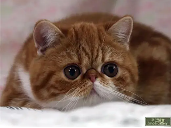 辛巴猫舍