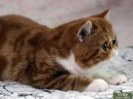 辛巴猫舍