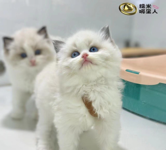 糯米喵星人生活馆·猫舍