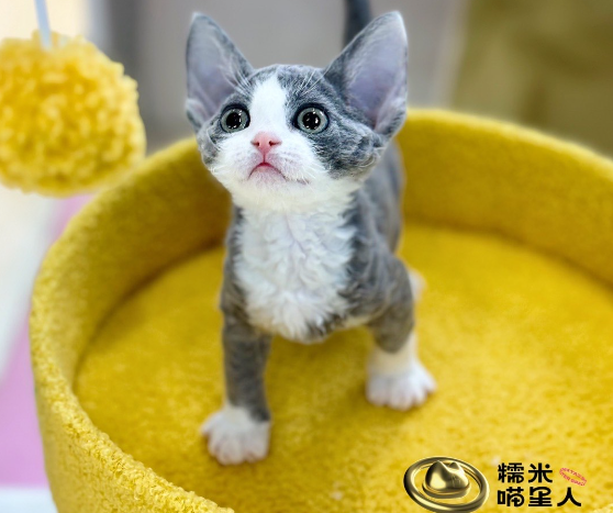 糯米喵星人生活馆·猫舍
