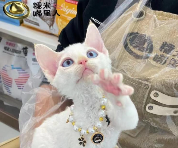 糯米喵星人生活馆·猫舍