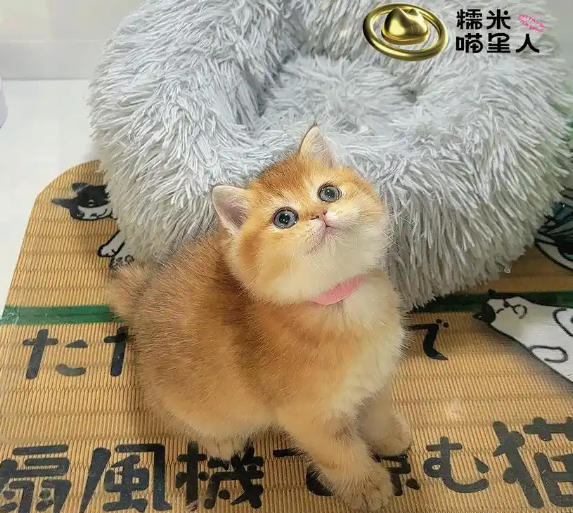 糯米喵星人生活馆·猫舍